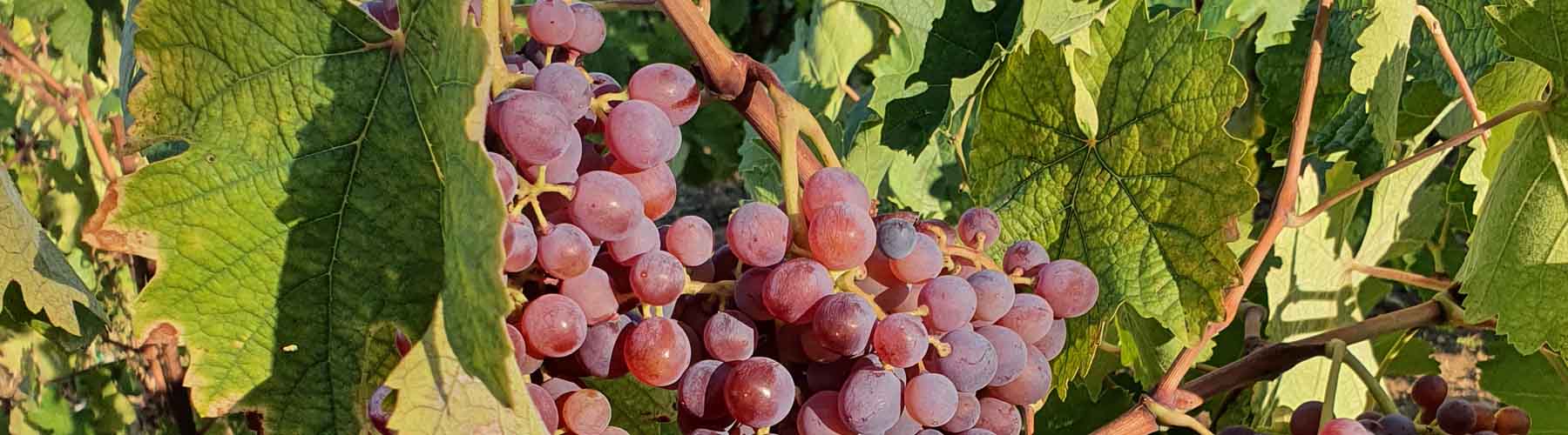 The Angels’ Share: A Cretan Grape Harvest Banner Image